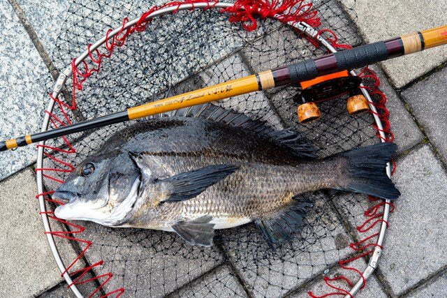 神奈川県／みなとみらい 首都圏のヘチ釣り特区でクロダイを狙う | つり